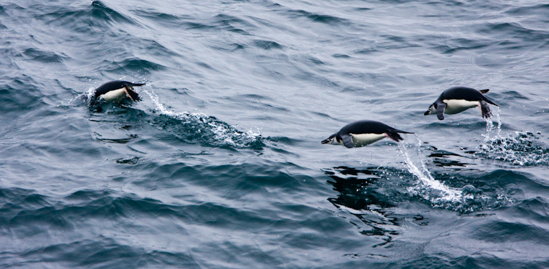 Chinstrap Penguins Porpoising